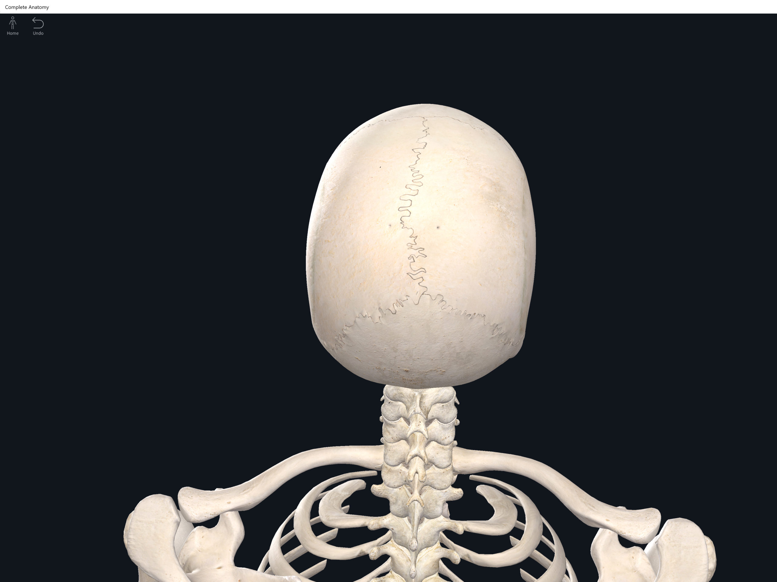 Bones: Skull, sutures. – Anatomy & Physiology