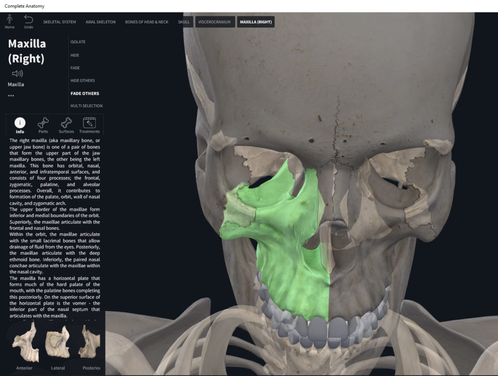 slides-maxilla-basic-sciences