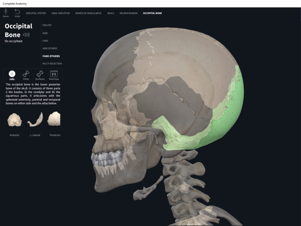 Slides Occipital Bone Basic Sciences 0043